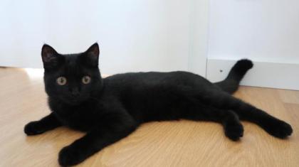 Kater BKH - schwarz/dunkelbraun - 5 Monate alt