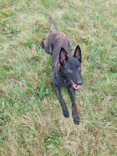 Malinois-Herder Hündin