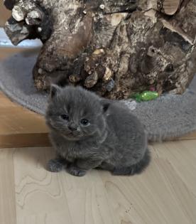 Süße verschmuste Britisch Kurzhaar Britisch Langhaar und mix Kitten Katzenbabys aus liebevoller Zuc