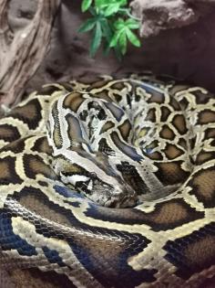 Suche Dunklen Tigerpython 0. 1 Baby