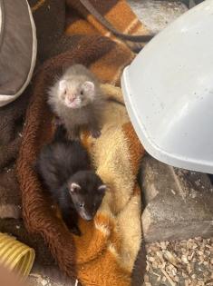 Frettchen Welpen
