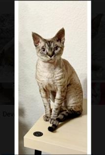 Devon Rex Kitten Abgabe Anfang August