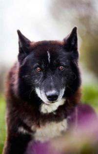 Venom. aktiver lieber Hundeopi
