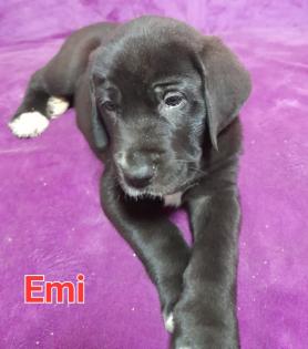 Bernhardiner Mix Hunde