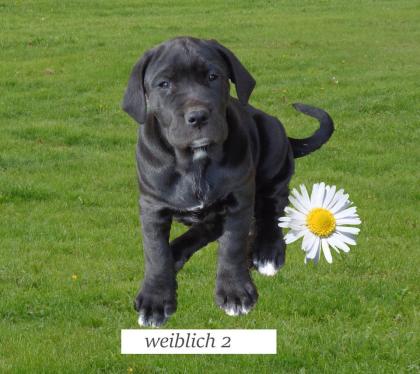 Mischlingswelpen Cane Corso Labrador Dogge