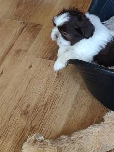 ShihTzu Welpen auch in Schokobraun