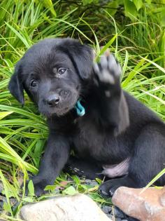 Labrador Welpen suchen dich