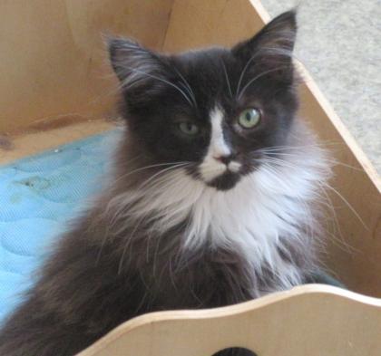 Maine Coon Kätzchen - 2 Kater 1 Kätzchen