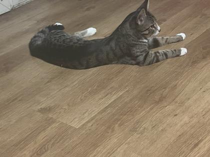 Kater 11 Monate sehr verschmusst