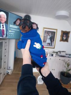 Zwei Zwergpinscher-Rüden suchen ein liebevolles Zuhause