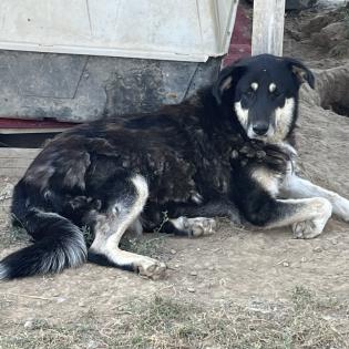 Zumby sucht ein Zuhause