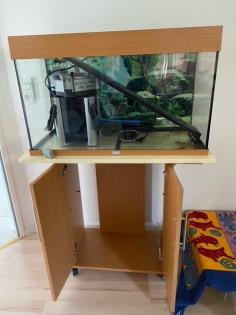 2 Axolotl inkl Aquarium und komplettem Setup zu verschenken