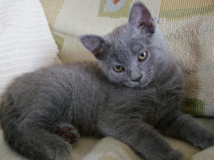Süße kleine Katzenbabys / Kätzchen / Kitten
