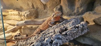 Bartagame inkl. Terrarium abzugeben