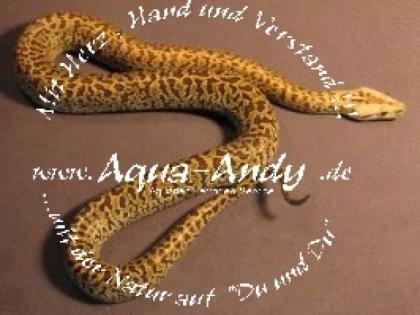 Python molurus bivittatus granit 450 - Euro