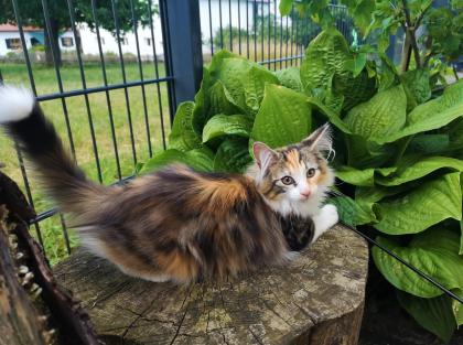Norwegische Waldkatzen Kitten reinrassig - Babys mit Stammbaum