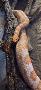 Kornnatter Albino inkl. Terrarium und Zubehör abzugeben