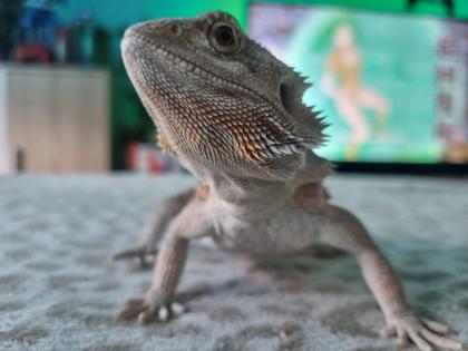 Bartagame weiblich zu verkaufen