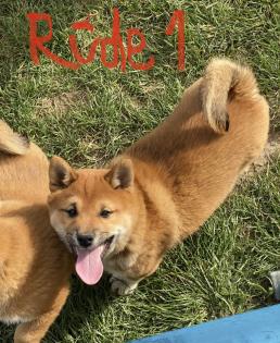 3 Süße Shiba Inu Welpen
