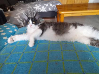 Maine Coon Kitten mit Stammbaum