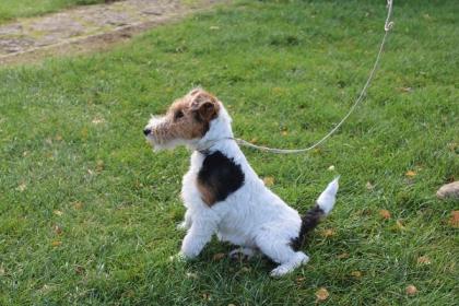 Drahthaar Foxterrier Welpe.