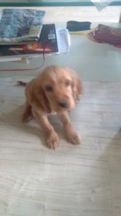 Welpe Cocker Spaniel
