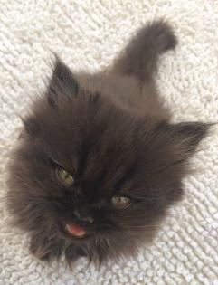 Perserkitten Perserbabys