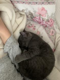 Zwei liebe BKH Kitten lilac blue weiblich