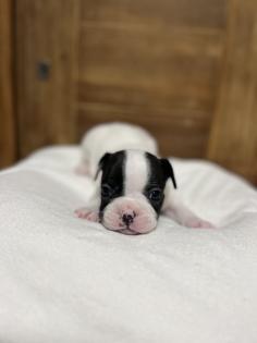 8 wunderschöne Französische Bulldoggen