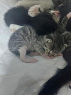 Perser Mix Kitten suchen ein liebevolles Zuhause ab November