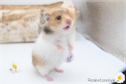 Zauberhafte zahme Goldhamster und Teddyhamster
