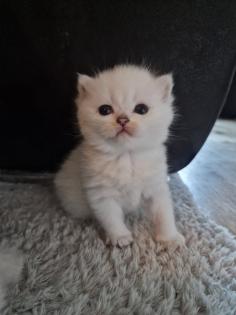 Süße BKH kitten ns 1133 mit Blauen augen