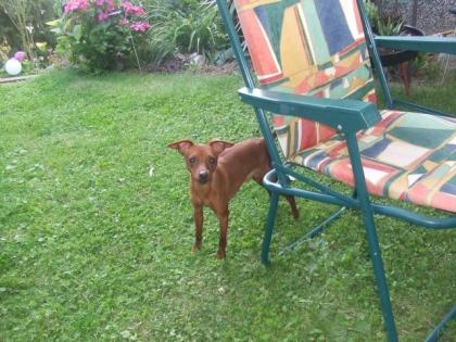 Balou reinrassiger Zwergpinscher sucht liebevolles Zuhause Preis 450 Euro