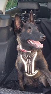 Malinois-Herder Hündin