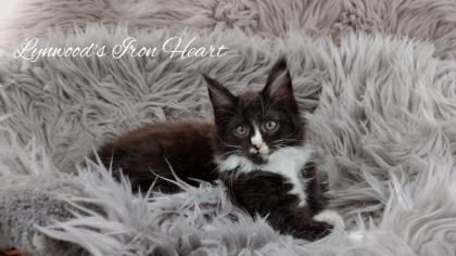 Wunderschöne reinrassige Maine Coon Kitten