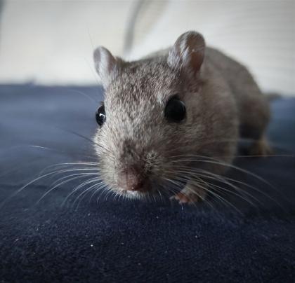 Rennmaus Weibchen 1Jahr alt Kiel