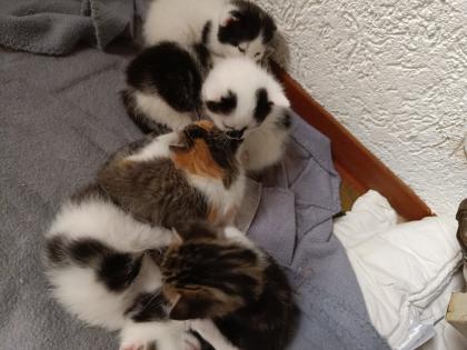 Katzenbabys abzugeben