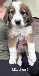 Berner Sennenhund Welpen