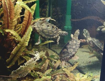 2 Schwarzknopfhöckerschildkröten mit komplett Aquarium weiterem Besatz Technik Zubehör