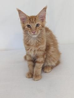 Maine Coon Kitten sofort abgabereit