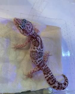 0. 1 Mack Snow Tremper Leopardgecko Weibchen Enz 22 Übergabe Houten oder Hamm möglich