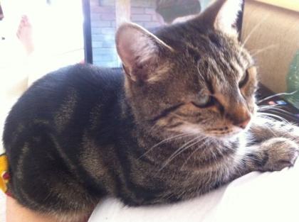 Katze in gute Hände zu vergeben an Leute die auch genügend Zeit für sie haben