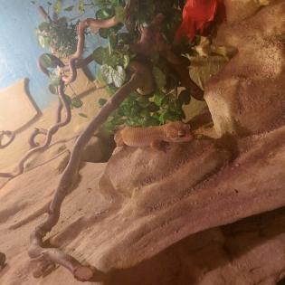 Vk Terrarium 120x80x80 mit 4 Leopardgeckos