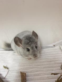 Chinchillajungtiere Angora