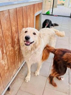 Gabrielle - lieb sozial aktiv - Retriever-Mischling