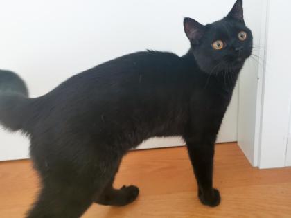 Kater BKH - schwarz/dunkelbraun - 7 Monate alt