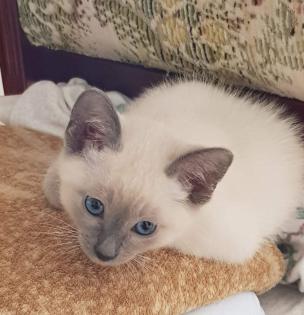 Siam / Thai Kitten Blue Point Babys Kätzchen