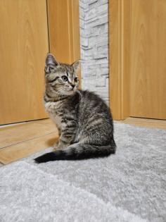 Verschenke BKH-Maine-Coon Kätzchen