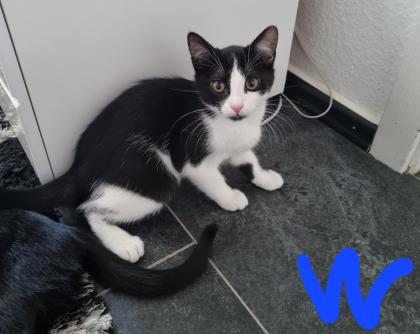 1 Bkh mix Katze mit 5 Kitten