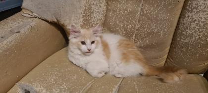 Maine Coon Jungs suchen